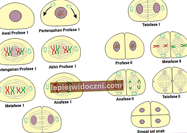 Podział komórek według mejozy