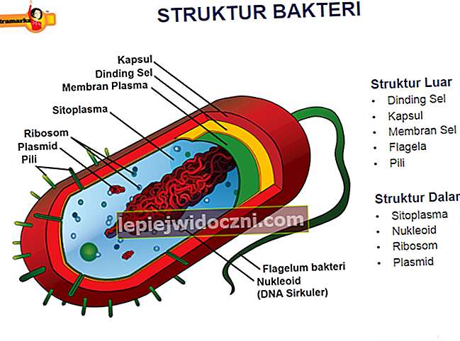 Poznaj strukturę bakterii, od kapsułek po plazmidy