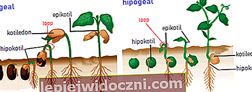 epigeal und hypogeal