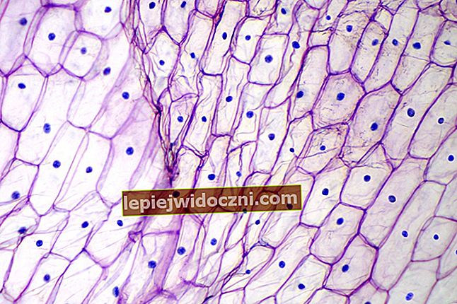 Poznaj 5 rodzajów tkanek roślin i ich funkcje