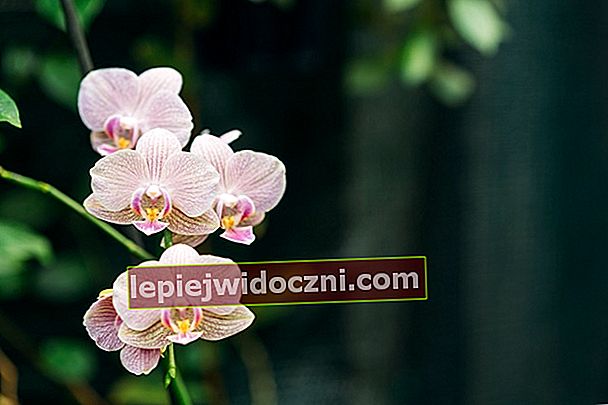 Цвете на орхидея