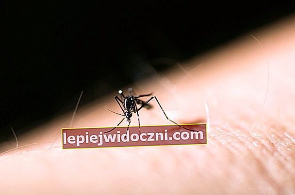 komary wysysają ludzką krew