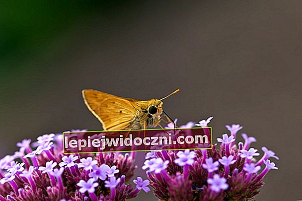 motyl przysiada na kwiatku