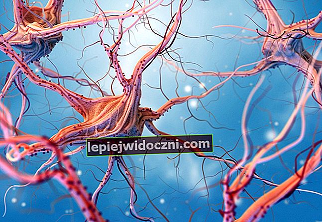 Struktura układu nerwowego u ludzi